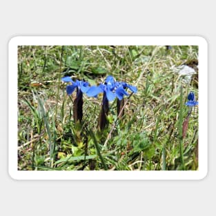 Spring Gentian in the Burren, Co. Clare, Ireland Sticker